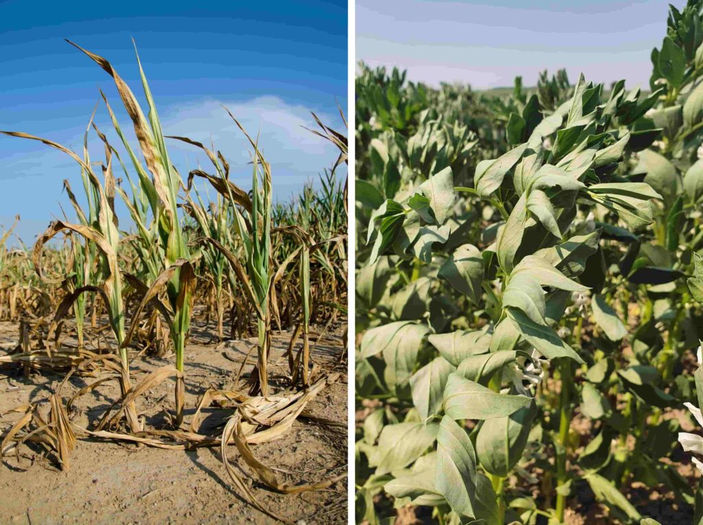 Drought stress. (L) The loss of production at the tips of the ears could be due to an inadequate pollination and abortion because of the drought conditions. (R) Beans Under Drought Stress in Estonia © Rovensa Next