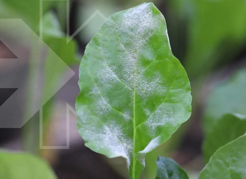 Biocontrol – Powdery mildew