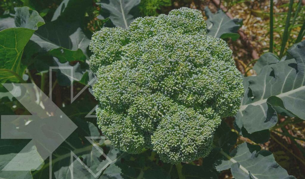 Broccoli crop - Rovensa Next