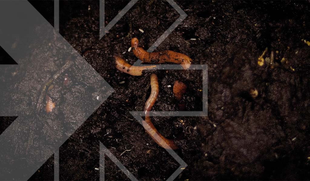 Soil health and microbiomes: Their vital role in modern agriculture