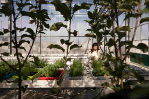 Greenhouse - Rovensa Next Biocontrol R&D: Pioneering Innovation in Palmela facility, Portugal