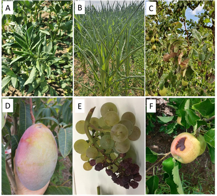 Image 1. Different effects of heat stress on different crops. A) Loss of vigour and curling inwards of bean leaves. B) Wilting and curling of maize leaves. C) Scorching on pear leaves. D) Fruit discolouring in mango. E) Rachis damage and loss of fruits in grapes. F) Sunburn on apple fruits. 