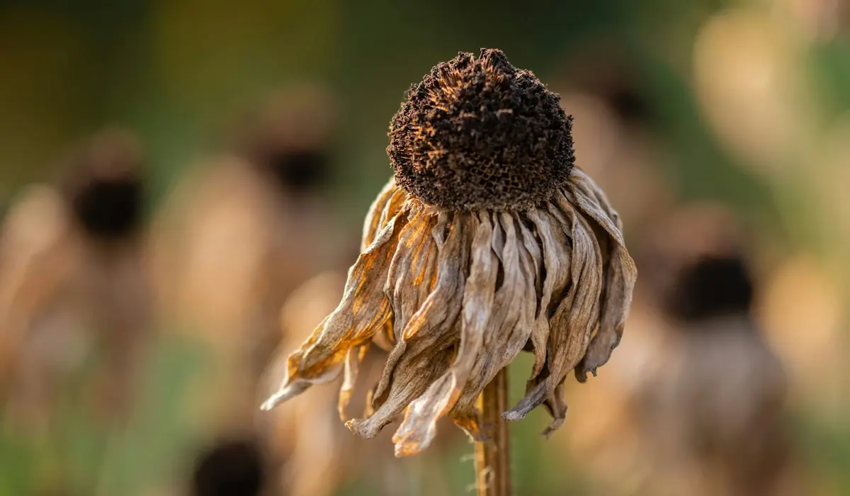 Image 3. Flower affected by abiotic heat stress