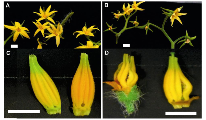 Image 2. Flower development and pollen viability of tolerant (left) and sensitive tomato genotypes (right). The top shows inflorescences of a heat-tolerant genotype on the left (A) and a sensitive genotype on the right (B). In the second panel, the morphology of the anther cones is shown for both genotypes (C) and (D). 