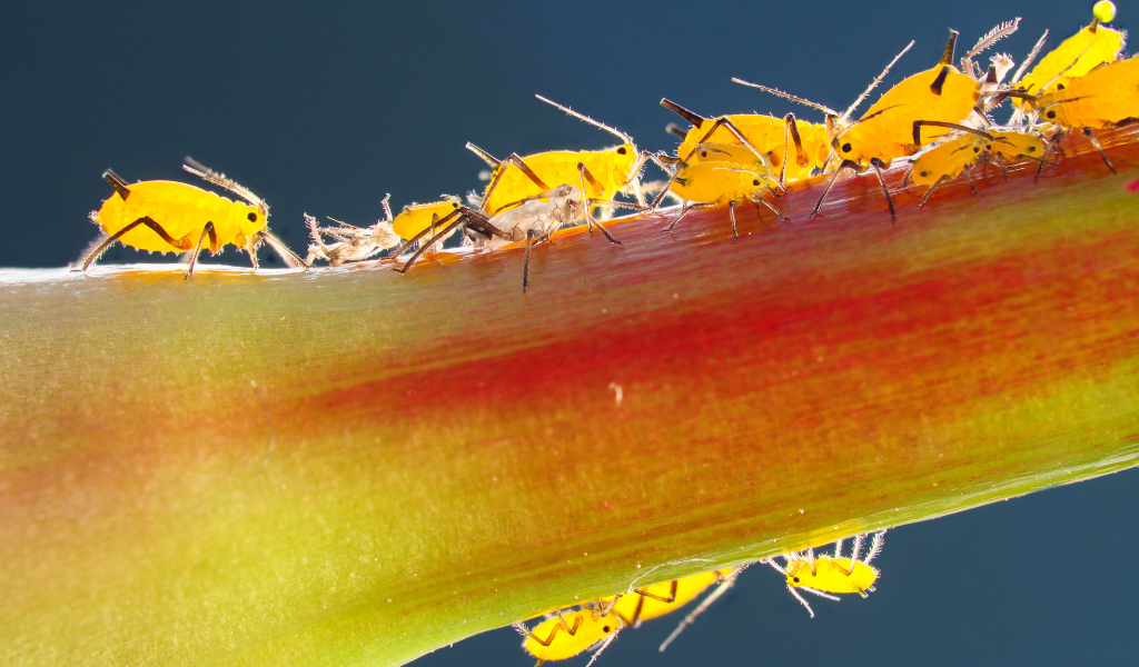 Imagen 1. Primer plano de pulgones alimentándose del tallo de una planta, una plaga agrícola común que se controla eficazmente con piretrinas gracias a su rápida acción por contacto. Rovensa Next Pyrethrins.