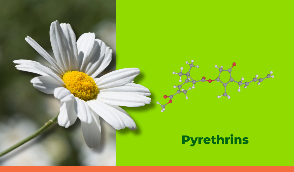 Figure 2. The natural origin of pyrethrins lies in the flowers of Chrysanthemum cinerariifolium, with their molecular structure showcasing their role as effective insecticides. Rovensa Next Pyrethrins