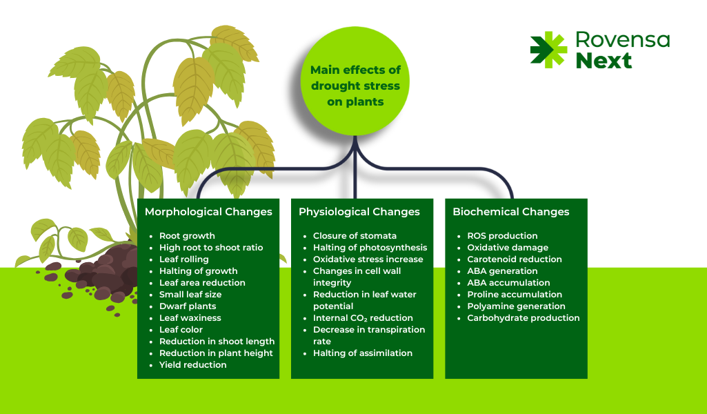 Drought stress response diagram (Figure 2): This diagram showcases the physiological, biochemical, and morphological changes plants undergo during drought stress and how biostimulants mitigate these effects. Source: Rovensa Next 