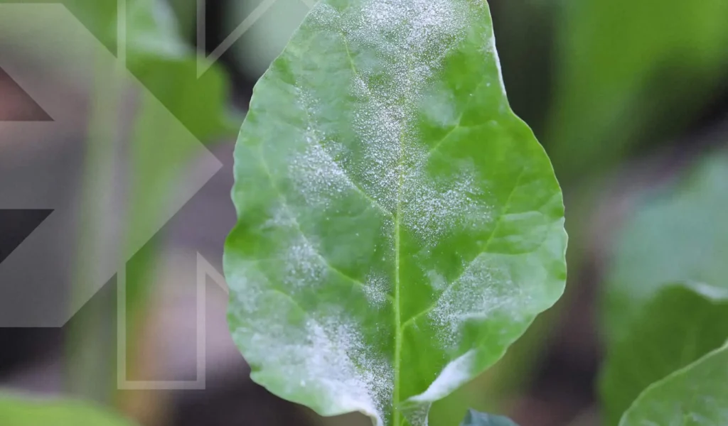 Biocontrol – Powdery mildew