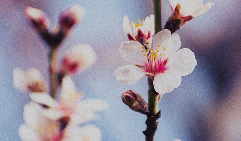 Flowering Prunus Rovensa Next Florastart